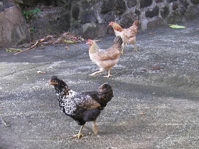 ChickensP5210063.jpg