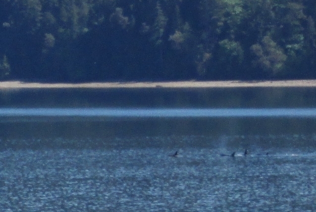 IMG_0067crop.jpg