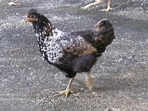 aChickensP5210063.jpg