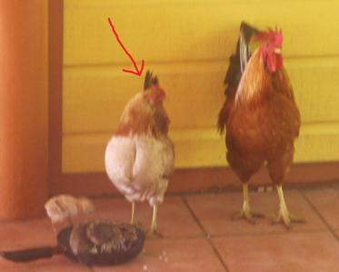 a_chicken.jpg